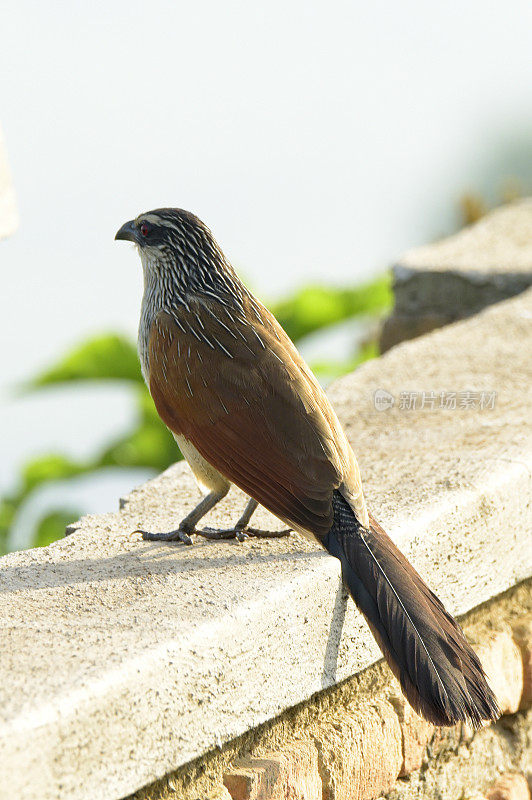 White-browed Coucal